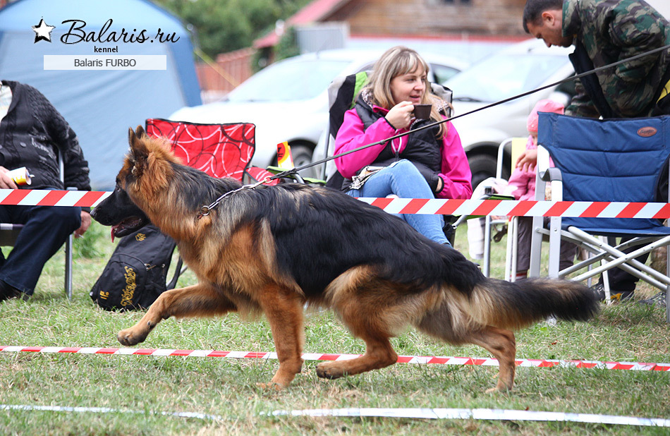 Победитель класса беби на племсмотре 25 сентября 2016 под экспертизой А.Картайзера (Германия).