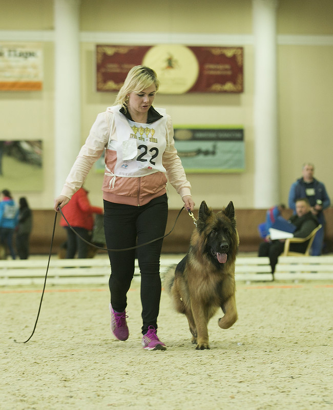 На ГранПри Осень 2016 под экспертизой SV Frank Goldlust, Германия.