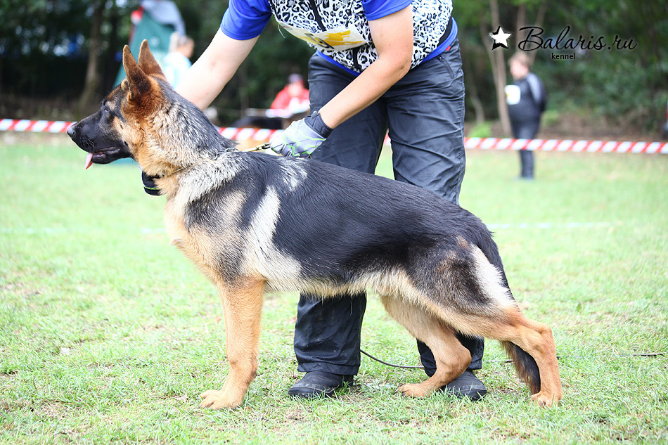 Победитель класса беби на племсмотре 25 сентября 2016 под экспертизой А.Картайзера (Германия).