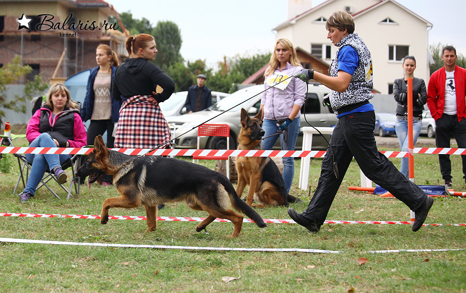 Победитель класса беби на племсмотре 25 сентября 2016 под экспертизой А.Картайзера (Германия).