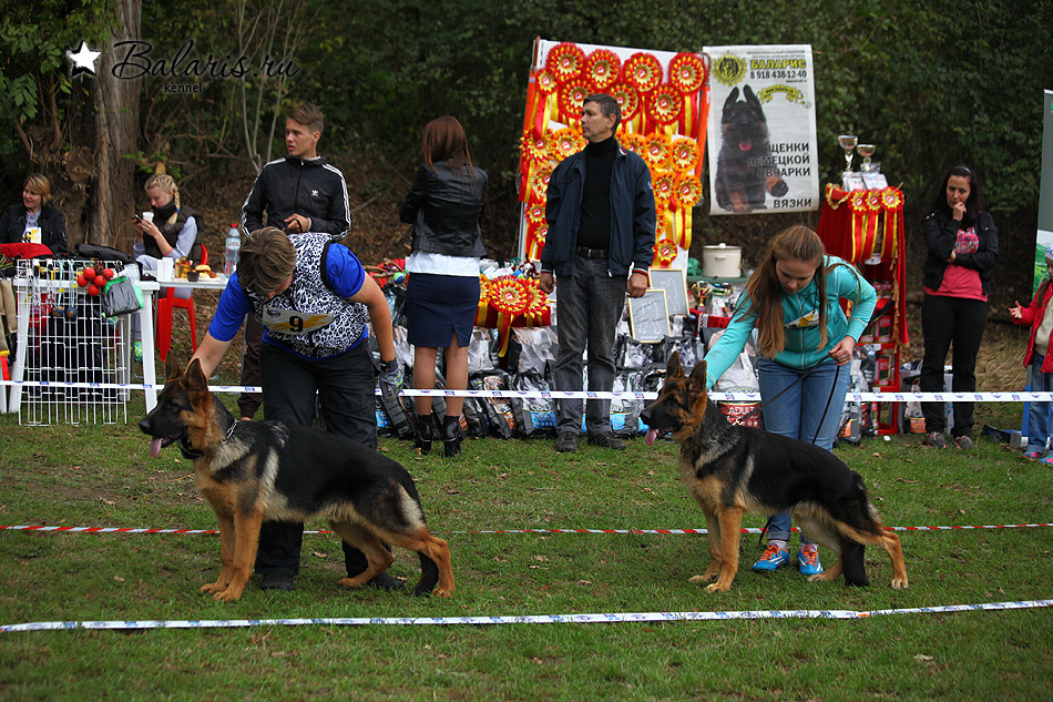 Победитель класса беби на племсмотре 25 сентября 2016 под экспертизой А.Картайзера (Германия).