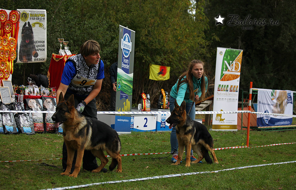 Победитель класса беби на племсмотре 25 сентября 2016 под экспертизой А.Картайзера (Германия).