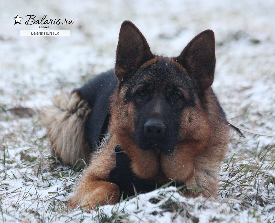 Десять месяцев.