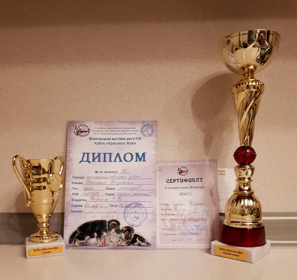 ПОБЕДИТЕЛЬ класса юниоров д-ш, ЛЮ, ЮСС, КРАСНОЯРСК 29 АПРЕЛЯ 2017г. КЧК КУБОК КРАСНОГО ЯРА, эксперт ОВСЯННИКОВА Ю.